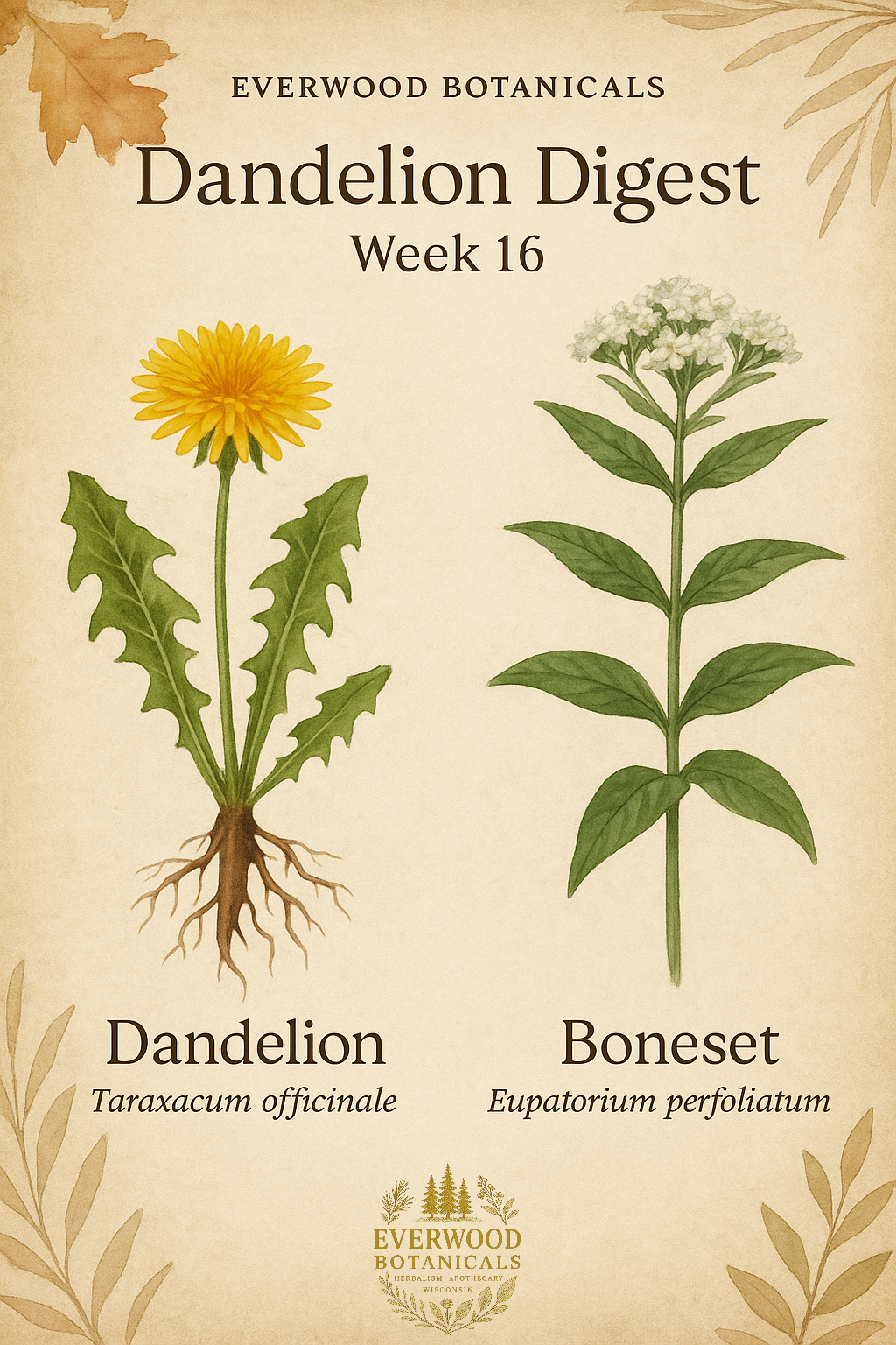 Dandelion Digest week 16