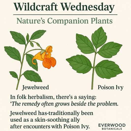 Wildcraft Wednesday: Nature’s Companion Plants