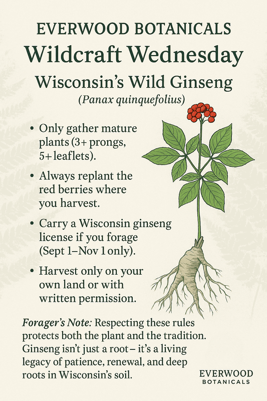 Wildcraft Wednesday: Wisconsin’s Wild Ginseng
