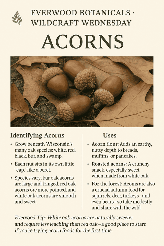 Everwood Botanicals • Wildcraft Wednesday: Acorns