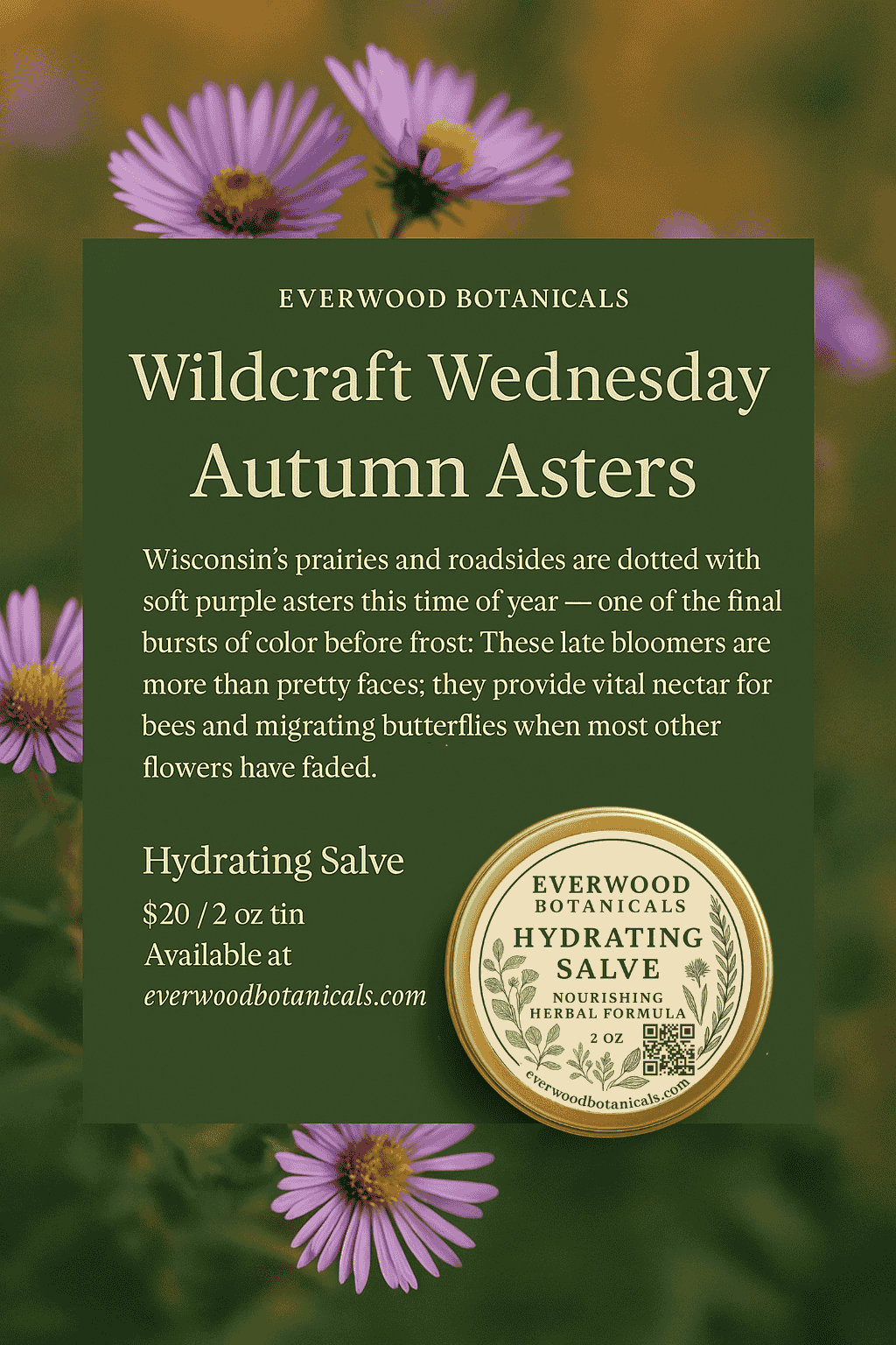 Everwood Botanicals Wildcraft Wednesday: Autumn Asters