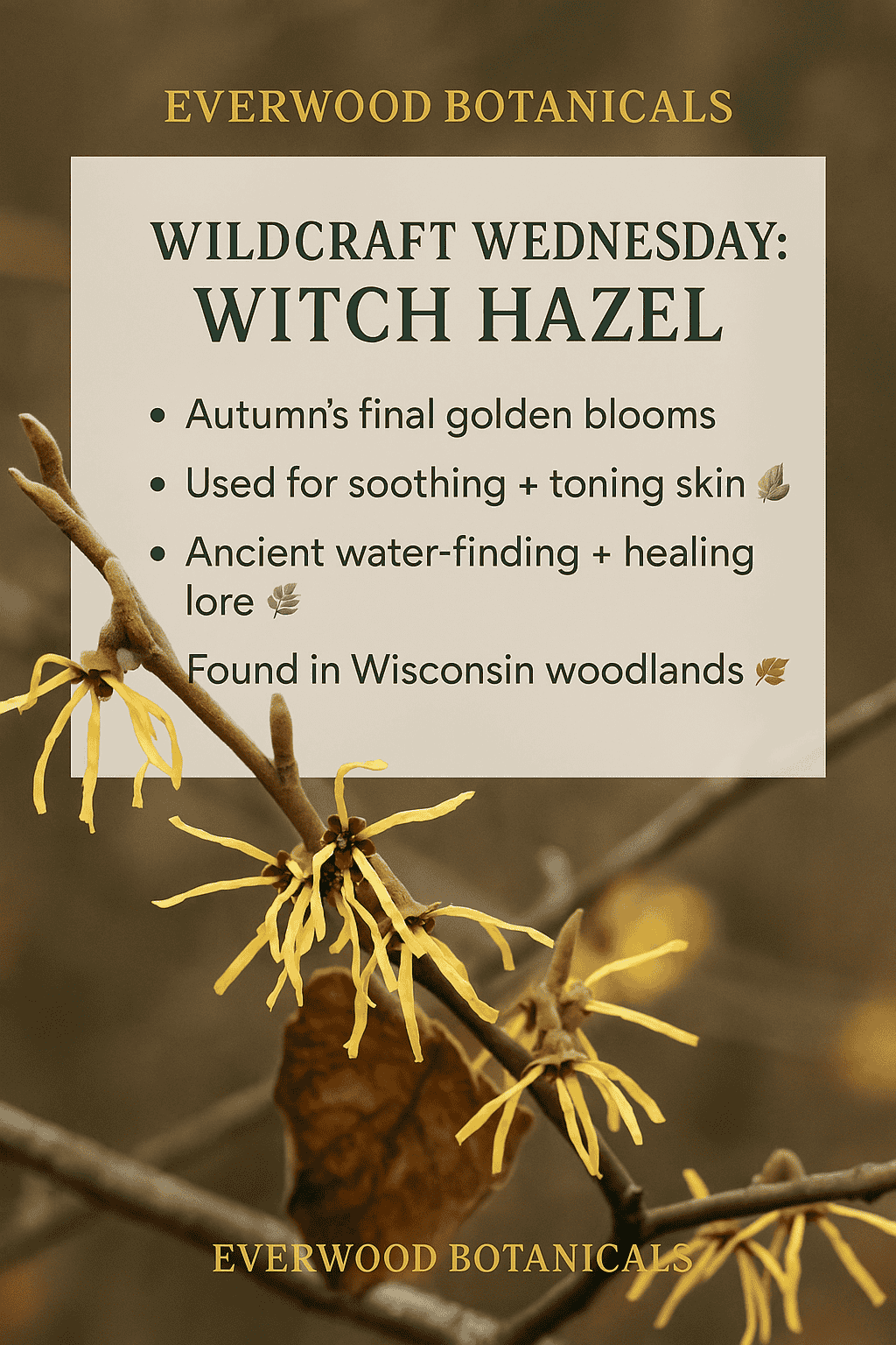 Everwood Botanicals Wildcraft Wednesday: Witch Hazel