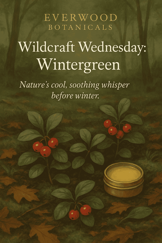 Everwood Botanicals — Wildcraft Wednesday: Wintergreen