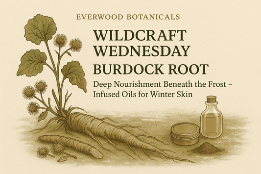Everwood Botanicals — Wildcraft Wednesday: Burdock Root (Infused Oils)