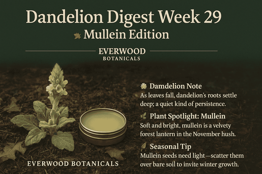 Dandelion Digest Week 29 — Mullein Edition by Everwood Botanicals